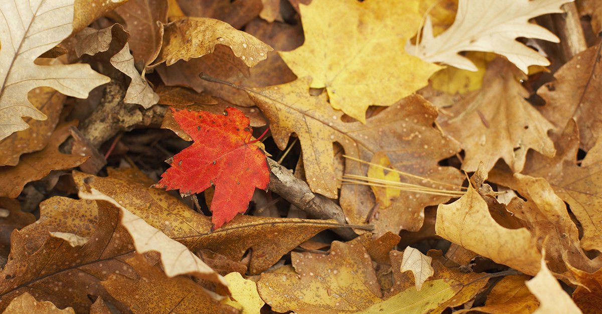 leaves-facebook.jpeg