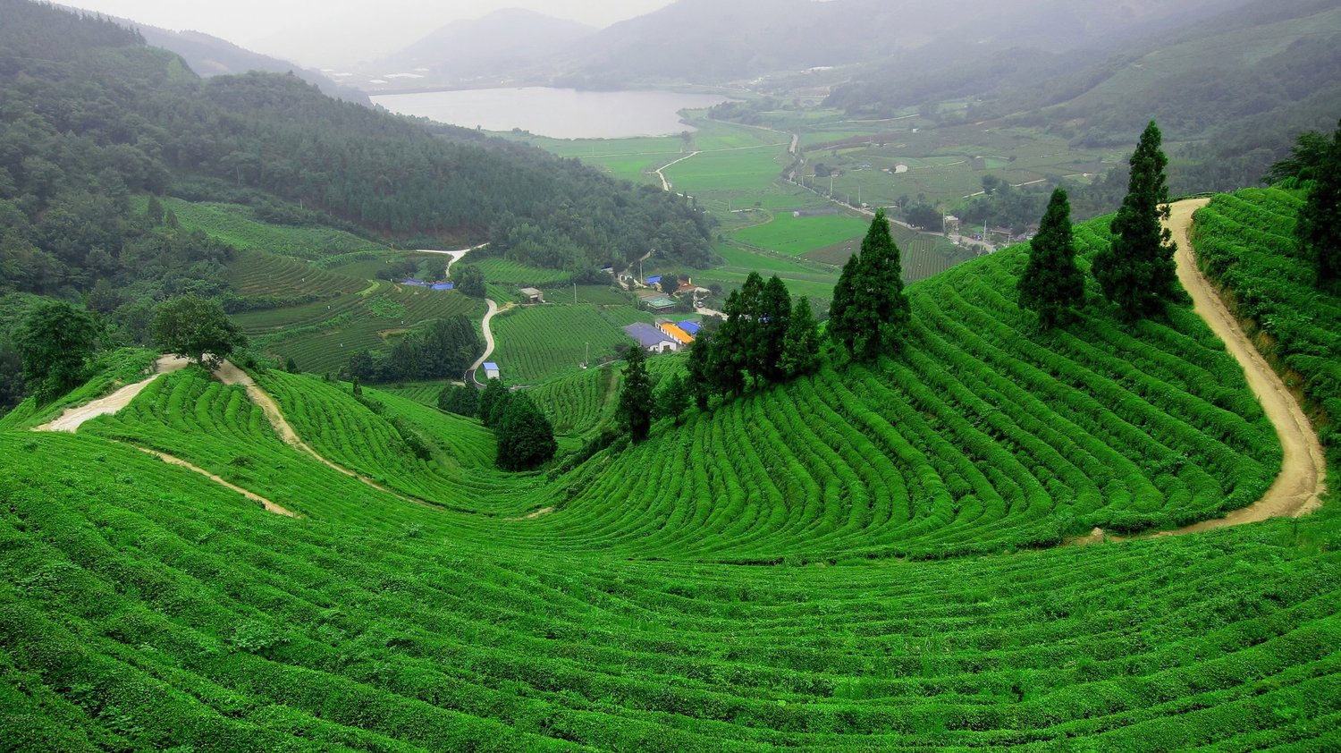 DRAGON WELL TEA FIELDS, ZHEJIANG PROVINCE