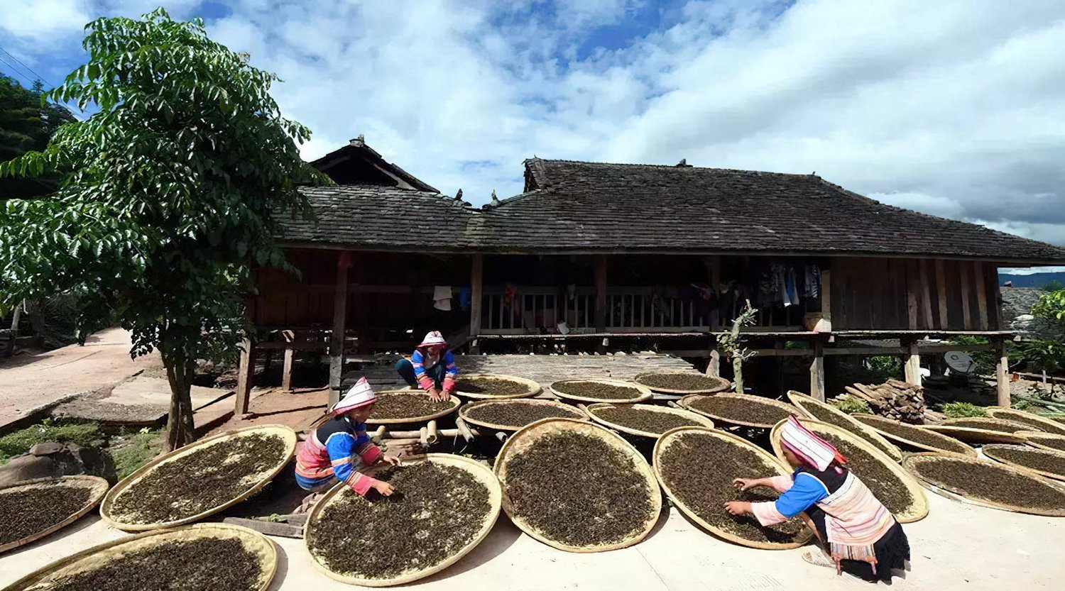 Youle-Tea-Mountain-in-Jinghong-County-XishuangBanna-02-gigapixel-standard-scale-6_00x.jpeg